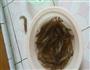 虾仁土豆毛豆红萝卜饼的做法图解1