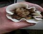 鸡肉烧麦的做法图解4
