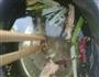 鸡丝小姐的做法图解1