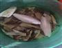 墨鱼香菇炖猪蹄的做法图解2