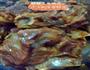 酱大骨的做法图解1
