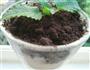 盆栽冰淇淋的做法图解9