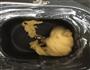 芒香糍粑的做法图解7