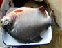 清蒸武昌鱼的做法图解2
