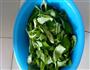 蒜蓉空心菜的做法图解1