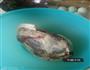 东北酱牛肉的做法图解1