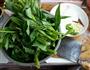 蒜茸空心菜的做法步骤1