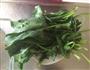 菠菜炒粉丝的做法图解1