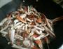爆炒蟹腿或整蟹的做法图解10