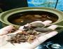 猪蹄炖黄豆+猪蹄汤粥的做法图解5
