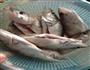 桂鱼荷包蛋汤的做法图解1