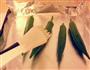 盐烤秋葵的做法图解3
