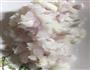 肉酱意大利面的做法图解5