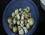 香醩鹌鹑蛋的做法图解1