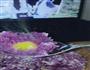 紫薯芒果球的做法图解3