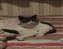 美味卤猪蹄的做法图解6