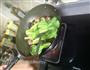 蚝油香菇青菜的做法图解4