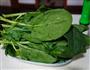 芝麻酱拌菠菜的做法图解3