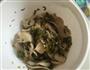 雪菜杏鲍菇的做法图解5