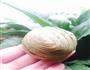 蛋黄抹茶酥的做法图解13