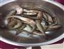 大骨汤炖小鲶鱼的做法图解1