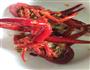 麻辣小龙虾的做法图解6