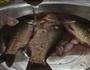 开胃汤-酸菜鲫鱼汤的做法图解11