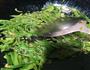 豆皮炒青椒的做法图解3