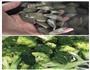 西兰花炒花甲的做法图解1