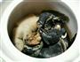 松茸田园煲的做法图解4