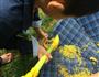 桂花蜜的做法图解1