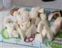 藕梨汁的做法图解5