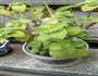 擂茶的做法图解1
