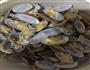 蒜蓉炒花甲的做法图解2