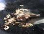 猪腰花下饭菜的做法图解4