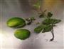 芒果莫寄托mojito莫吉托的做法图解1