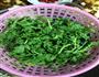 蒜泥茼蒿菜的做法图解1