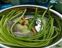 蒜苔炒肉片的做法图解1