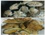 可乐鸡翅的做法图解2