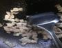 五花肉炒豆角的做法图解2