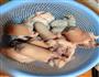 花生猪尾煲的做法图解2